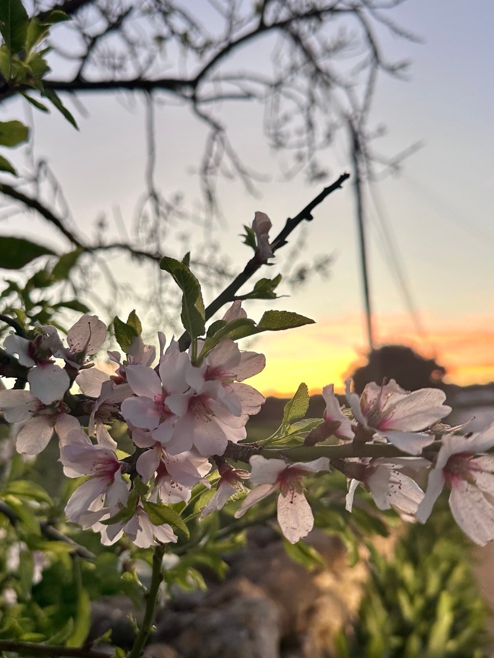 The almond trees on this island bloom quietly in winter, almost as if they know 